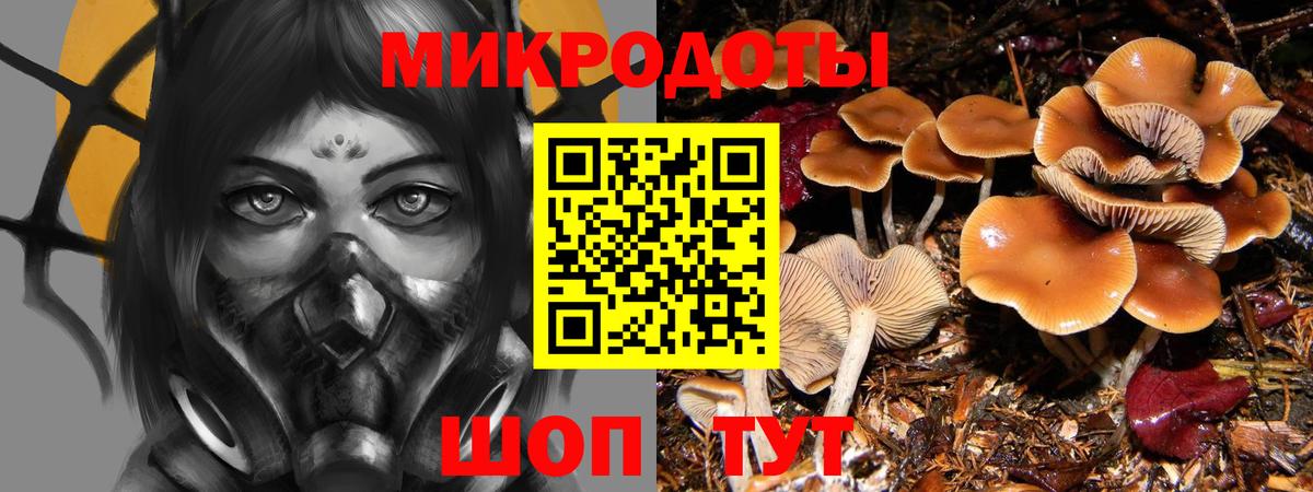 Галлюциногенные грибы Psilocybine cubensis Балашов